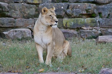 Obraz premium Lioness