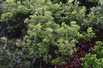 green moss on tree