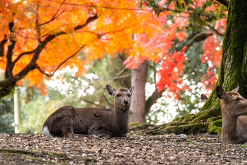 奈良 春日大社　鹿と紅葉