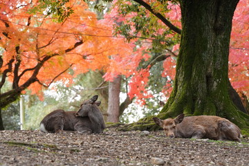 奈良 春日大社　鹿と紅葉