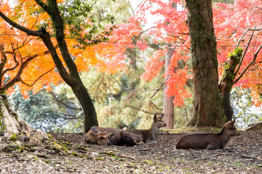 奈良 春日大社　鹿と紅葉