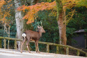 奈良公園　鹿と紅葉