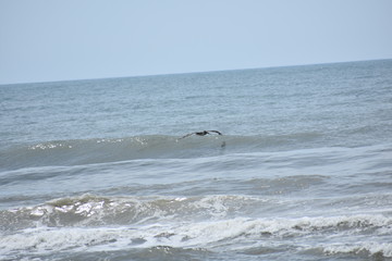 seagull on the beach