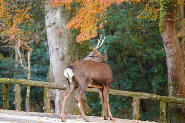 奈良公園　鹿と紅葉