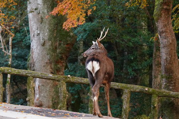 奈良公園　鹿と紅葉