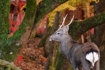 奈良公園　鹿と紅葉