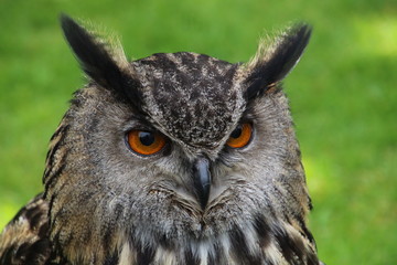 Uhu- Porträt