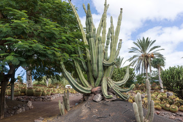 Tropical garden on Fuerteventura. Canary Island. Spain