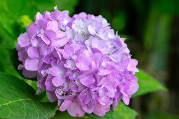 Hydrangea flowers are blooming in spring with green leaves