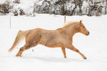animals in winter snow