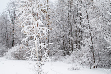 tree covered with snow