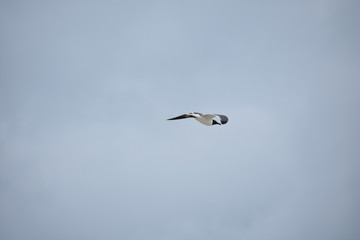 seagull in flight
