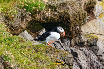 Puffing at Latrabjarg in Iceland (Westfjords)