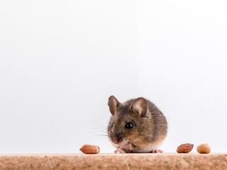 Side view of a wood mouse, Apodemus sylvaticus, sitting on a cork brick with light background, sniffing some peanuts