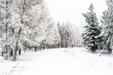 snowy trees and fir in winter forest, Russia