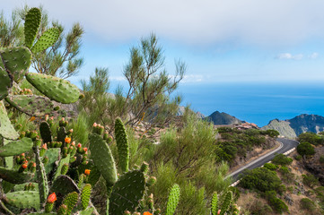 Green leefs of cactus Opuntia with orange flowers on hill against of road, rocks, sea and sky