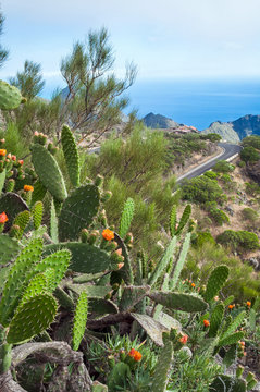 Green leefs of cactus Opuntia with orange flowers on hill against of road, rocks, sea and sky