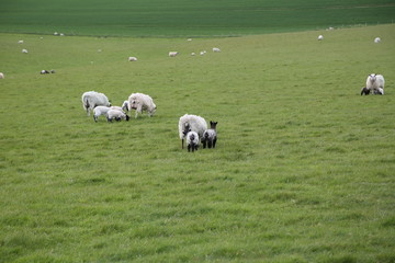 Fototapeta premium English countryside with green grass and sheeps