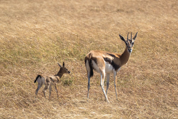 Masai mara, antilopes mère et fille
