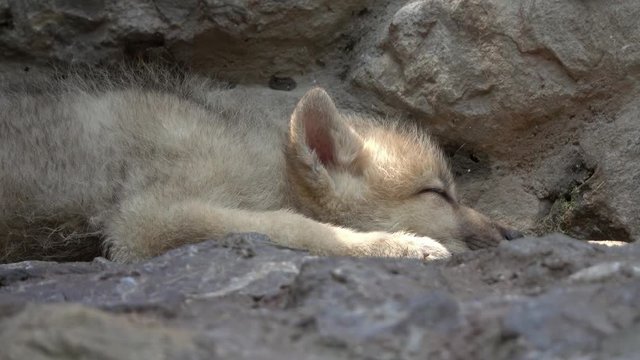 White wolf cub sleeping on the rocks, 4k