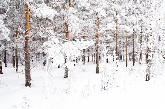 Fototapeta trees covered in winter frost in the woods, Russia