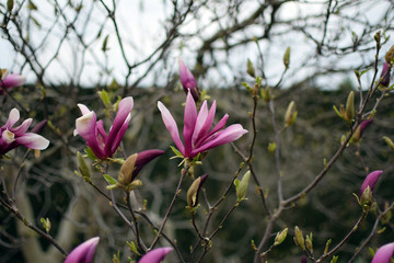 Magnolia flowers closeup. "Magnolia &times; soulangeana" (saucer magnolia).