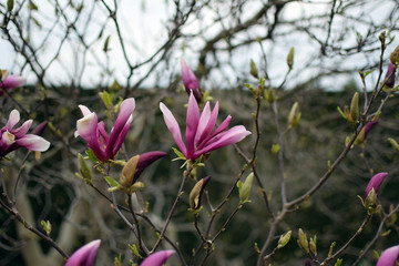 Magnolia flowers closeup. "Magnolia × soulangeana" (saucer magnolia).