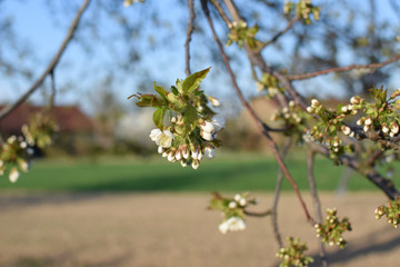 Blooming cherry buds in springtime. Wild cherry (Prunus avium). Spring.