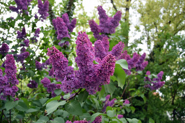 Florescence of Syringa vulgaris (common lilac) springtime. lilac blooming, Spring. - 241312297