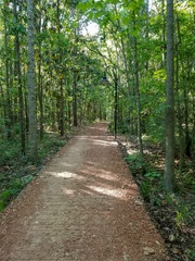 Fototapeta premium Walk in the woods, Tallahassee, Fl