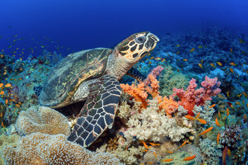 The sea turtle sits under water among beautiful soft corals.