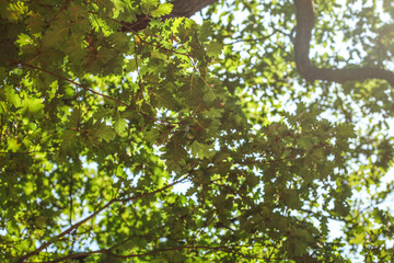 Looking up the oak tree, leaves visible against sunny sky.