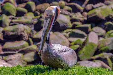 California Brown Pelican sitting upon Ice Plants with a Rocky Background