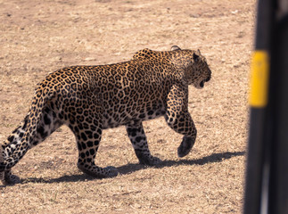 Masai mara, léopard
