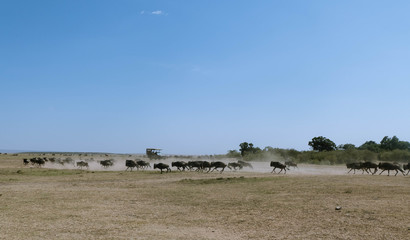 Fototapeta na wymiar Masai mara, migration gnous