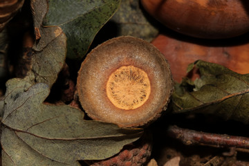 Hütchen einer Eichel, Quercus robur