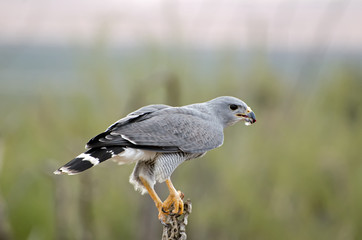 Grey Hawk perched on a Dead Cholla Skeleton