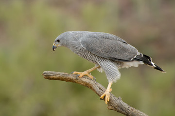 Grey Hawk perched on a Branch in the Desert Southwest
