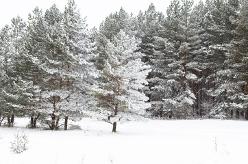 pine forest in winter