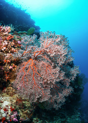 Fototapeta na wymiar Coral Gorgonaria. Sipadan.