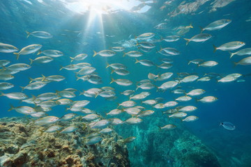 Fototapeta na wymiar A school of fish in the Mediterranean sea Spain