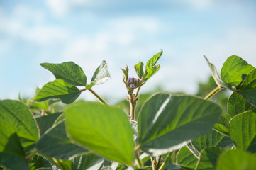 Obraz premium The stem of a flowering soy plant stretches to the sun and rises above the soybean field. Young flowering soybean plants on the field.