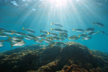 Naklejka na ściany i meble Underwater sunlight fish schooling Mediterranean