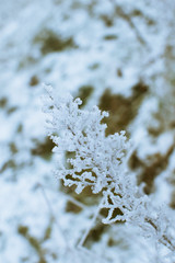 the weather is severe frost and green leaves