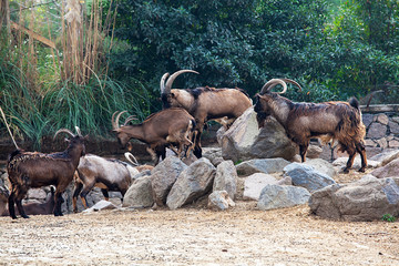  Goats on the zoo.