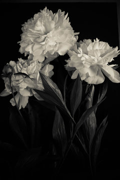 Fototapeta Zdjęcie białych kwiatów piwonii