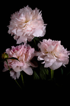 Photo pink flowers