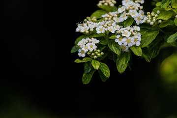 Complex & Colorful Flowers