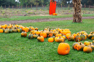 Colorful pumpkins for sale at Halloween time in New England