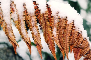 braune Farnblätter mit Schnee
